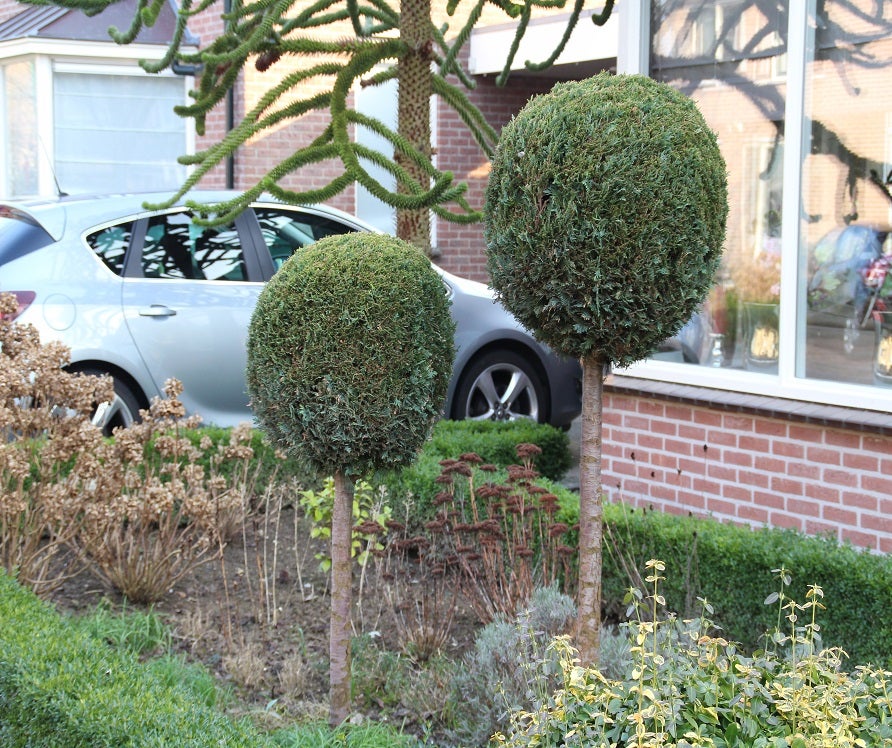 Kleine bomen