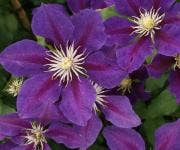 Clematis