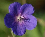 Geranium Geranium