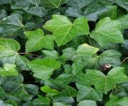 Klimplanten Klimplanten