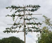 Leibomen Leibomen