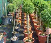 Planten op stam Planten op stam