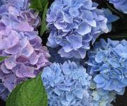 Hortensia Hortensia