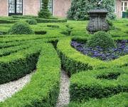 Buxus