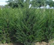 Taxus
