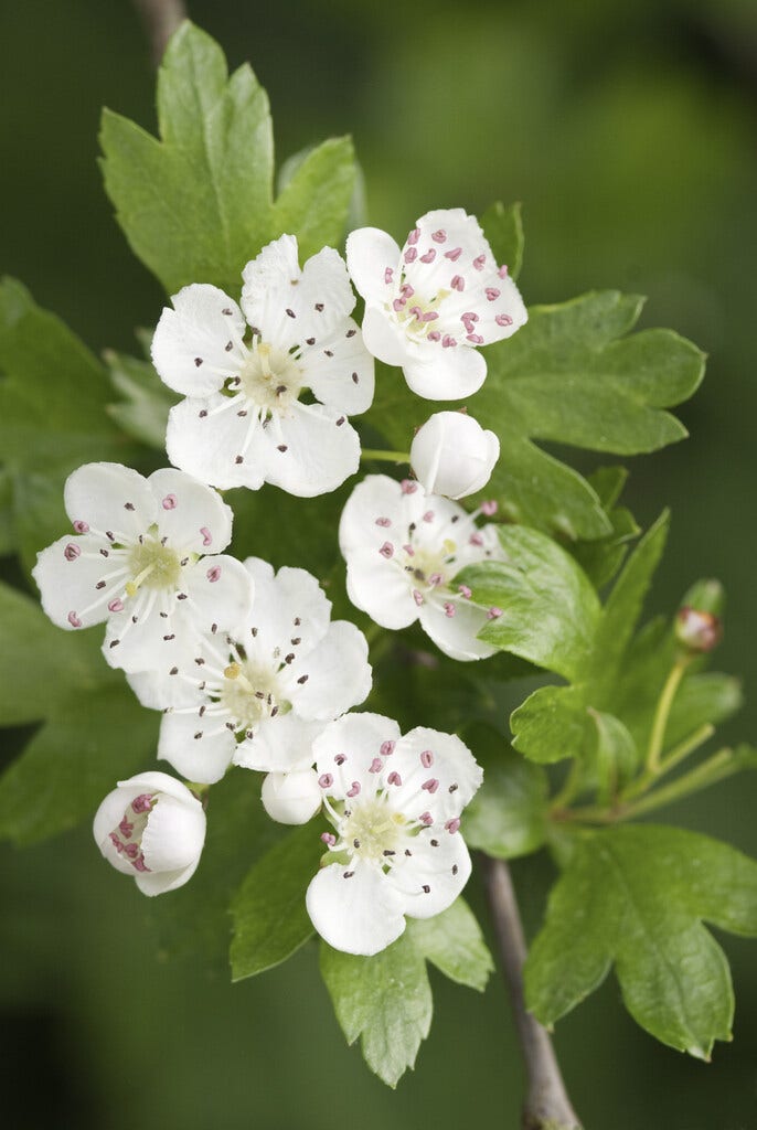 Haagplanten, bladverliezend Haagplanten, bladverliezend