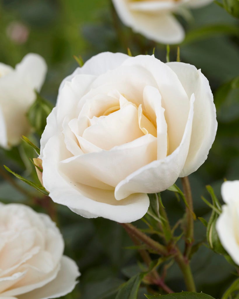 Witte rozen 