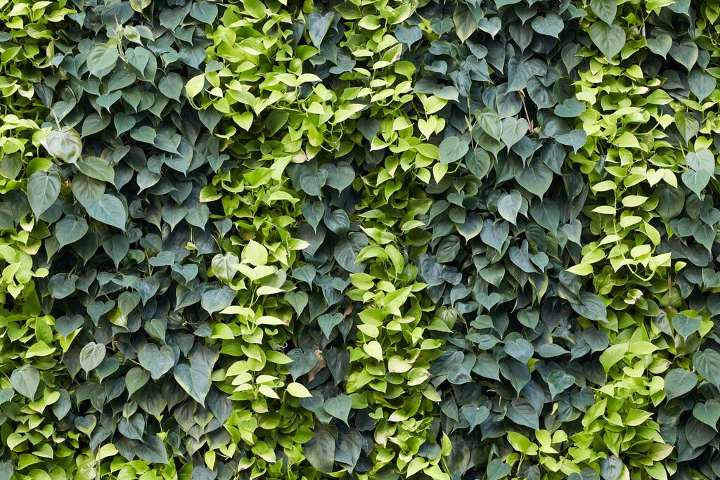 Philodendron