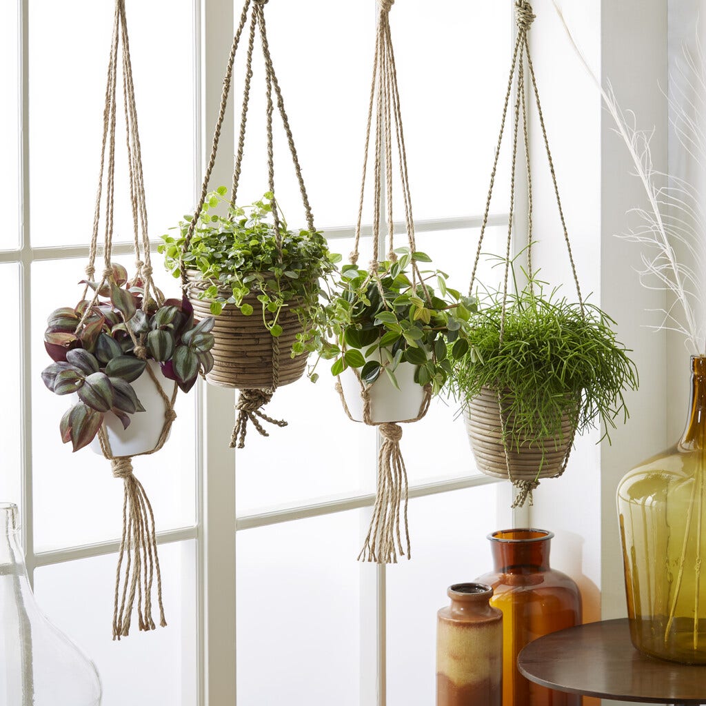 Hangplanten Hangplanten