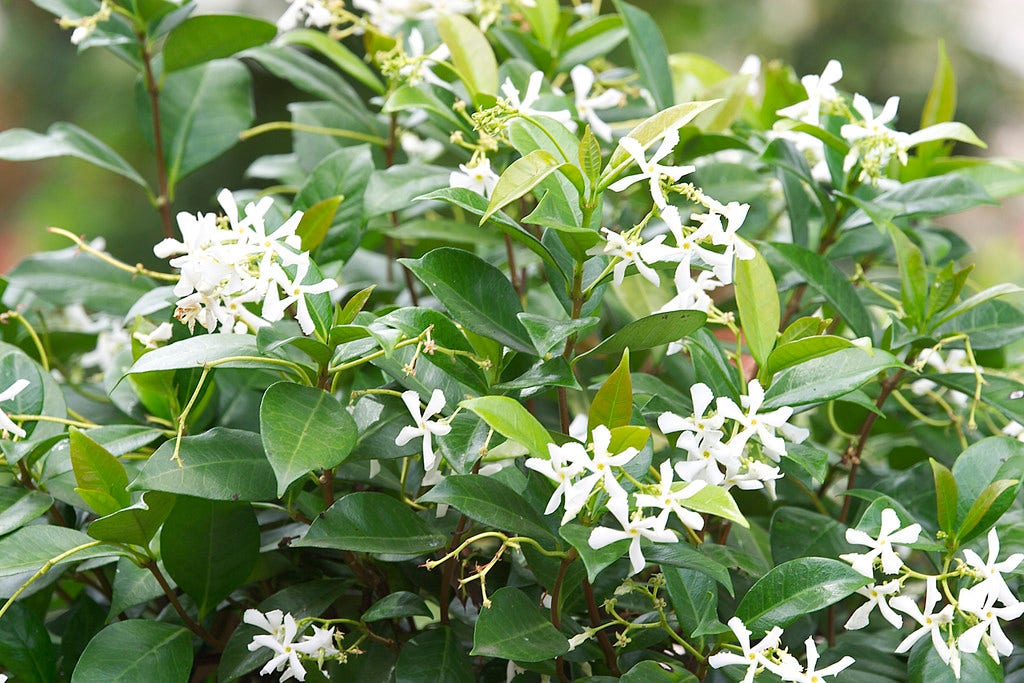 Wintergroene Klimplanten