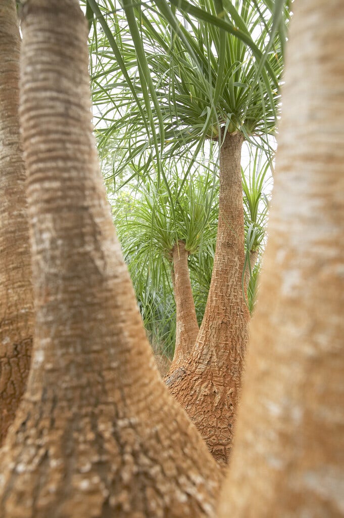 Beaucarnea Beaucarnea