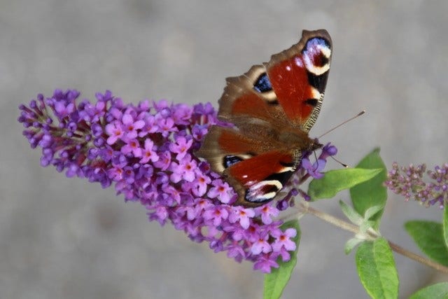 Vlinderplanten Vlinderplanten