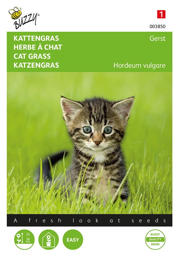 Kattengras