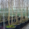 Meerstammige Berk (Betula pendula)