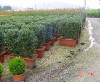 Buxus meeneemhaag (Buxus microphylla 'Faulkner')
