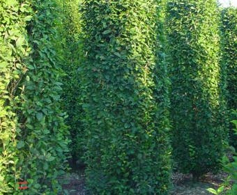 Haagbeuk als blokboom (Carpinus betulus 'Fastigiata')