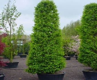 Haagbeuk als cilinderboom (Carpinus betulus 'Fastigiata' )