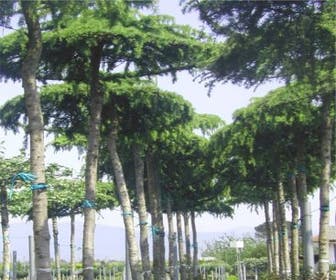Ceder als dakboom (Cedrus deodara 'Pendula')