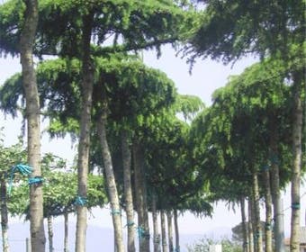 Ceder als dakboom (Cedrus deodara 'Pendula')