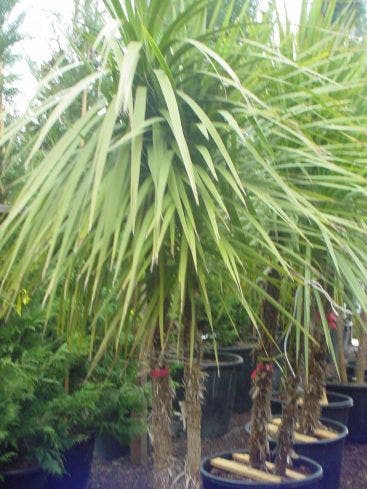 Koolpalm