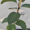 Kaki / Amerikaanse dadelpruim (Diospyros 'Dependens') Bio