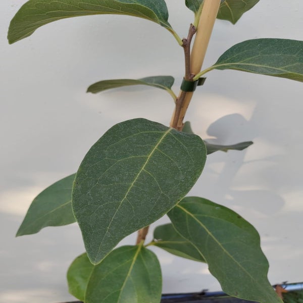 Kaki / Amerikaanse dadelpruim (Diospyros 'Dependens') Bio