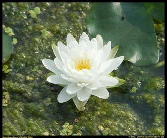 Waterlelie (Nymphaea 'Perry's Double White')