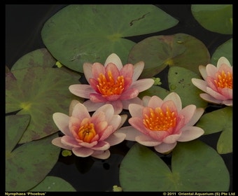 Waterlelie (Nymphaea phoebus)
