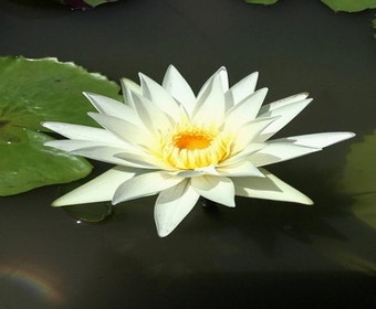 Waterlelie (Nymphaea 'White Monkol')