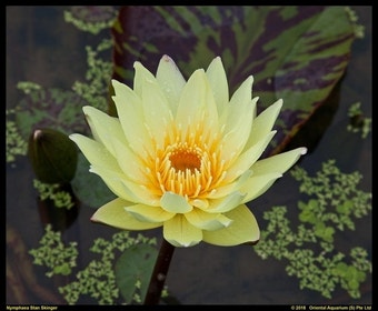 Waterlelie (Nymphaea 'Yellow Supan')