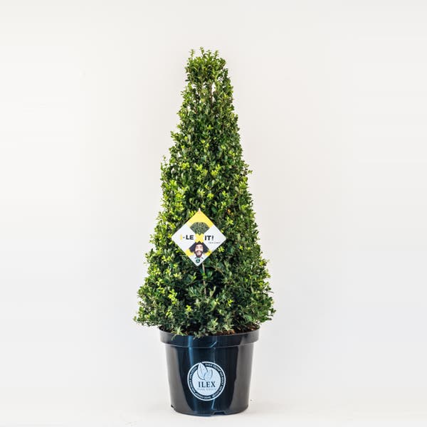 Japanse Hulst in Kegelvorm (Ilex crenata 'Dark Green')