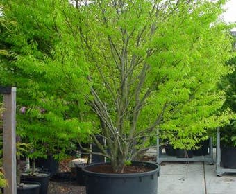 Varenbeuk (Fagus sylvatica 'Aspleniifolia')