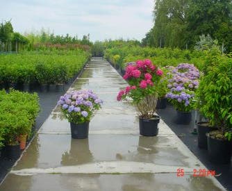 Hortensia (Hydrangea macrophylla sol)