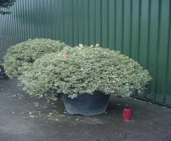 Bonte hulst in bolvrom (Ilex aquifolium 'Silver Queen' )