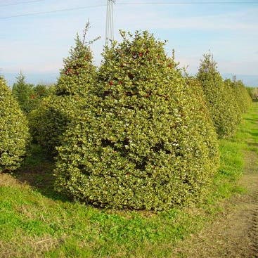  (Ilex aquif. 'Silver Queen' kegel)