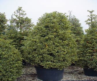 Hulst (Ilex aquifolium 'Silver Queen')