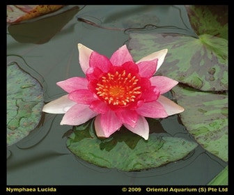 Waterlelie (Nymphaea 'Laydekeri Lilacea')
