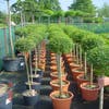 Liguster op stam (Ligustrum delavayanum)