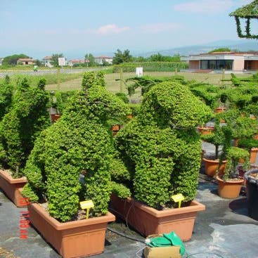 hond (Ligustrum delavayanum)