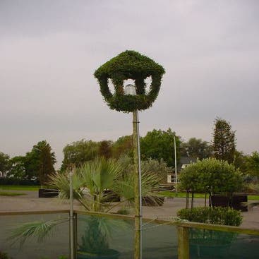 lantaarn met lamp (Ligustrum delavayanum)