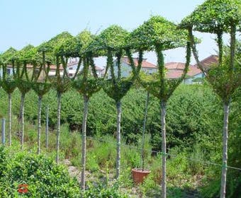 lantaarn (Ligustrum delavayanum)