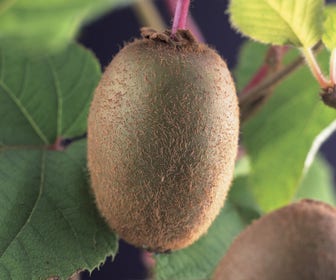 Kiwiplant (Actinidia 'Jenny')