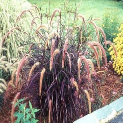 Lampepoetsersgras (Pennisetum setaceum 'Rubrum')