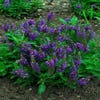 Salie (Salvia nemorosa 'Heumanarc')
