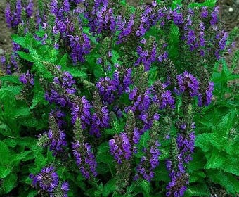 Salie (Salvia nemorosa 'Heumanarc')