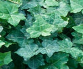 Klimop (Hedera helix 'Thorndale')