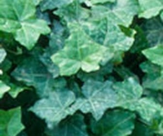 Klimop (Hedera helix 'Thorndale')