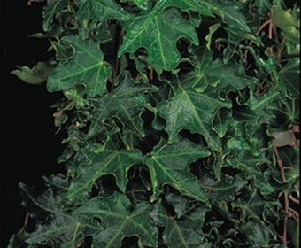 Klimop (Hedera helix 'Ivalace')