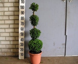 Buxus sempervirens (quatro bol)