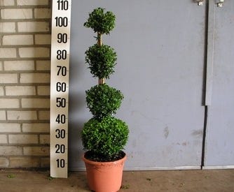 Buxus sempervirens (quatro bol)